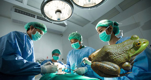 Ağrıları Geçsin Diye 3 Tane Kurbağa Yedi! Alındığı Ameliyatta Göğsünden Devasa Bir Parazit Çıktı