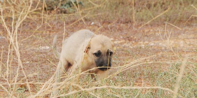 Gaziantep’te Büyük Vicdansızlık! Yavru Köpeğin Kulaklarını Kesip Boş Araziye Attılar