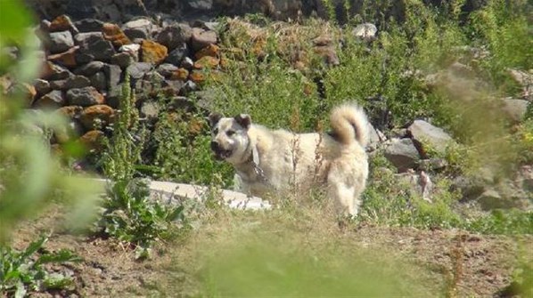 Kars'ta Kuduz Karantinası! Tilkinin Isırdığı Köpekte Kuduz Olduğu Belirlendi