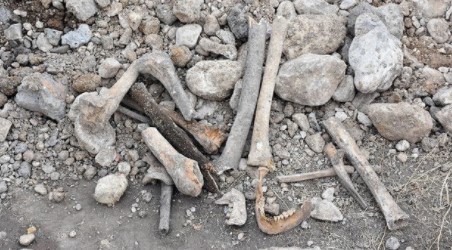 Sivas’ta Dehşet Görüntüler! Hafriyat Alanından İnsan Kemikleri Çıktı