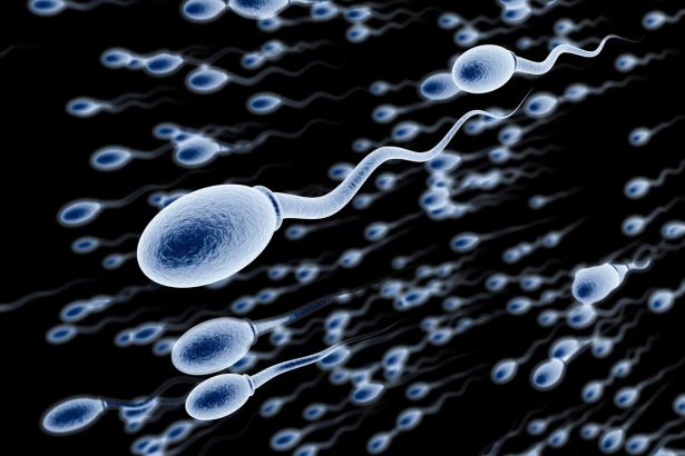   Sperm Kalitesi Gebeliğin Oluşmasına Engel Olabilir! Peki Sperm Kalitesini Hangi Yiyecekler Arttırabilir?