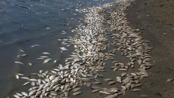 Tekirdağ’da Korkunç Manzara! Balıklar Resmen Kıyıya Vuruyor
