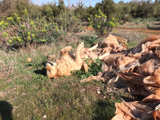 Antalya'dan Bir Vahşet Haberi Daha! Boş Arazide İki Köpek Katledilmiş Halde Bulundu