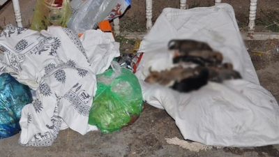 Ankara’da Akıl Almaz Görüntüler! 8 Köpek Yavrusunu Battaniyeye Sarıp…