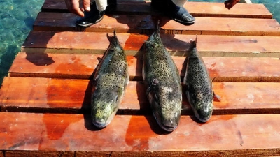  Bodrum’da Balıkçıları Korkutan Olay! Katil Balıklar Sürüyle Yakalanmaya Başladı