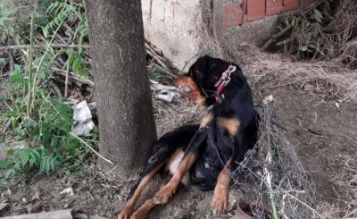 Bursa’da Büyük Vicdansızlık! Köpeği Ağaca Asıp Katlettiler