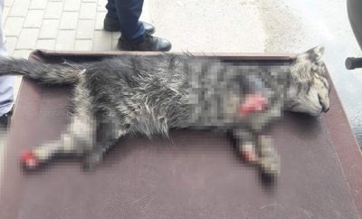 Dehşet Bitmiyor! Bursa'da Dört Ayağı Kesilmiş Yavru Kedi Ölü Bulundu