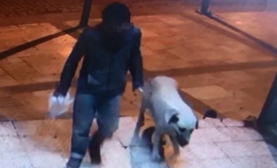  Her Satırı Midenizi Bulandıracak! Denizli'de Bir Sapık, Boğarak Öldürdüğü Sokak Köpeğine Tecavüz Etti