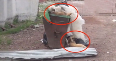 Kars’ta İçler Acısı Olay! Barınaktaki Köpekler Açlıktan Birbirlerini Yemeye Başladı
