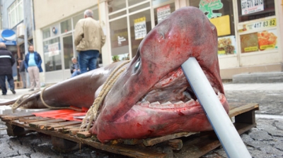  Lüleburgaz’da Köpekbalığı Şaşkınlığı! Görenler Hayrete Düşüyor