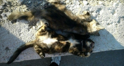 Mersin’de Görülmemiş Vahşet! Kedileri Hem Zehirleyerek Hem Bıçaklayarak Öldürdüler