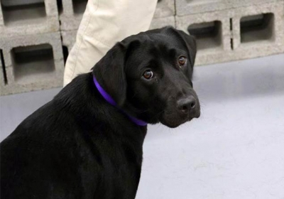 Patlayıcı Koklamayı Reddeden Köpek Lulu, CIA Tarafından İşten Çıkarıldı