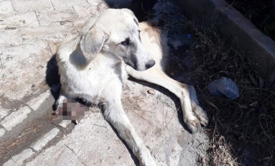 Vahşet Bitmiyor! Gaziantep'te Sokak Köpeği, Kuyruğu ve Ayağı Kesilmiş Halde Bulundu